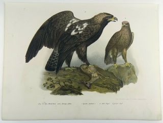 1860 Golden Eagle - Fitzinger FOLIO colour lithograph hand finish 2