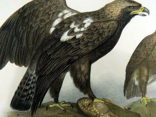 1860 Golden Eagle - Fitzinger FOLIO colour lithograph hand finish 3