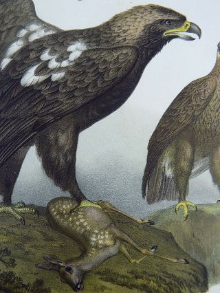 1860 Golden Eagle - Fitzinger FOLIO colour lithograph hand finish 4