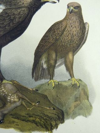 1860 Golden Eagle - Fitzinger FOLIO colour lithograph hand finish 5