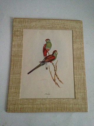 Vintage J.  Gould Bird Print No.  609b Cardboard Mat Frame Mid Century Decor