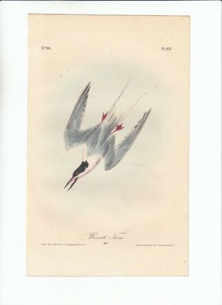 Rare First Ed Audubon 8vo Birds Of America Print 1840: Roseate Tern 437