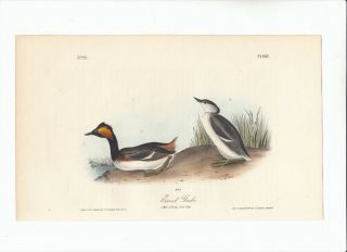 Rare 1st Ed Audubon 8vo Birds Of America Print 1840: Eared Grebe 482