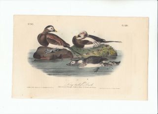 Rare Jj Audubon Octavo Birds Of America Print 1840: Long - Tailed Duck 410
