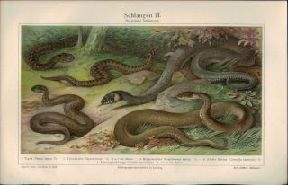 1900s Antique Meyers Snake Python Reptile Natural History Chromolithograph Print