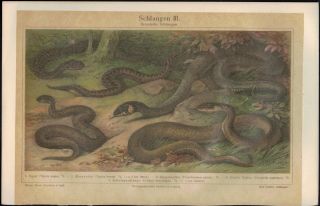 1900s Antique Meyers Snake Python Reptile Natural History Chromolithograph Print 2