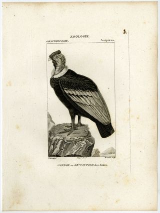 Antique Print - Vulture - Andean Condor - Birds Of Prey - Plate 3 - Pretre - Massard - 1816