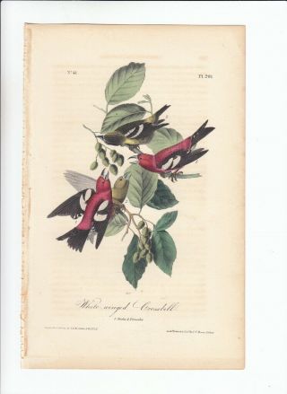 Jj Audubon 8vo Birds Of America Print 1840: White - Winged Crossbill 201