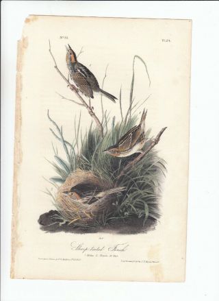 Jj Audubon 8vo Birds Of America Print 1840: Sharp - Tailed Finch 174