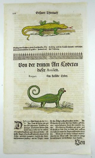 1669 Lizards - Conrad Gesner - Folio - 2 Woodcuts - Hand Coloured