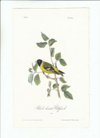 Rare 1st Ed Audubon 8vo Birds Of America Print 1840: Black - Headed Goldfinch 182