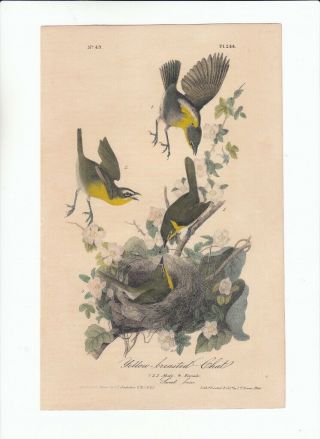 Rare 1st Ed Audubon 8vo Birds Of America Print 1840: Yellow - Breasted Chat 244