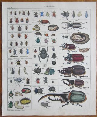Oken: Large Handcolored Print Beetle Hercules Gideon Alocus Lucanus - 1843