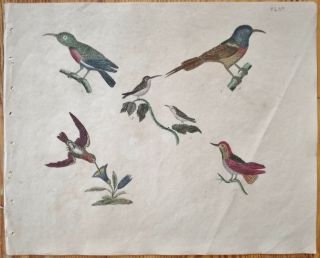 Strack Rare Handcolored Print Bird Hummingbird - 1819