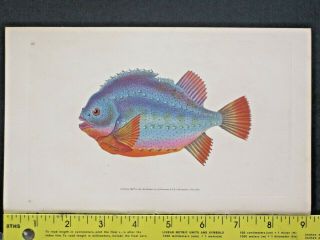 Lumpfish,  Cyclopterus Lumpus,  Masterfully Hdc.  Fish,  Donovan 