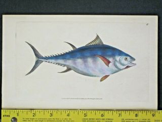 Tuna,  Scomber Thynnus,  Masterfully Handc.  Fish,  Donovan 