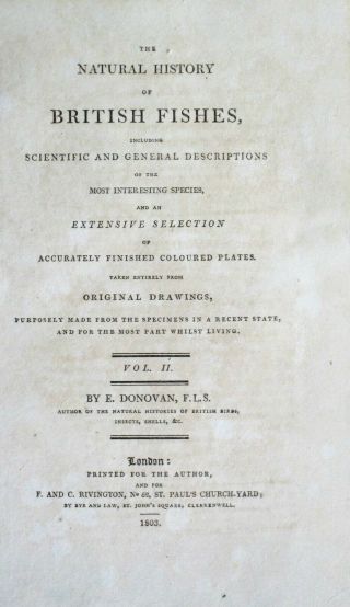 Tuna,  Scomber thynnus,  Masterfully handc.  Fish,  Donovan ' s Natural History,  1802 2