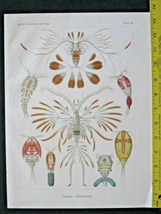 Ernst Haeckel,  Crabs,  Copepoda,  Art Forms In Nature,  Ca.  1924