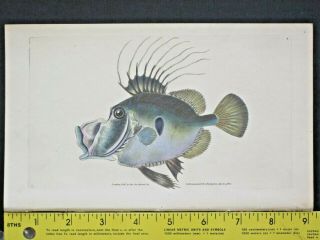 John Dory Fish,  Zeus Faber,  Masterfully Handc.  Fish,  Donovan 