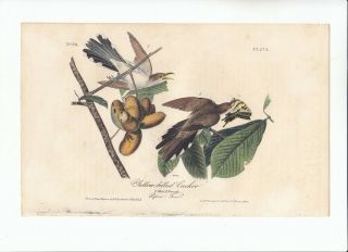 Rare 1st Ed Audubon 8vo Birds Of America Print 1840: Yellow - Billed Cuckoo.  275