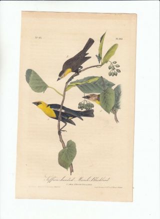 Rare 1st Ed Audubon 8vo Birds Of America Print 1840 Saffron - Headed Blackbird 213