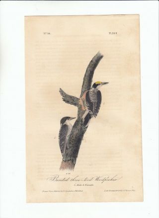 Rare 1st Ed Audubon 8vo Birds Of America Print 1840: Three - Toed Woodpecker 269