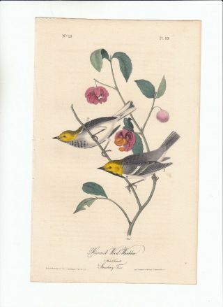 Rare 1st Ed Audubon 8vo Birds Of America Print 1840: Hermit Wood - Warbler 93