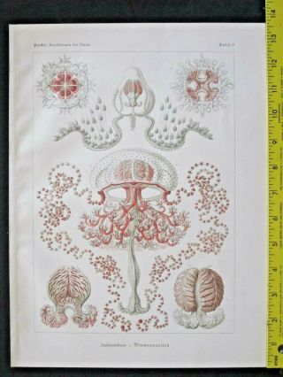 Ernst Haeckel,  Jellyfishes,  Anthomedusa,  Art Forms In Nature,  Ca.  1924