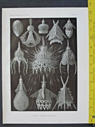 Ernst Haeckel,  Radiolaria,  Cyrtoidea,  Art Forms In Nature,  Ca.  1924