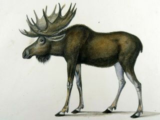 1824 Reindeer Elk - K.  J.  Brodtmann Hand Colored Folio Stone Lithograph