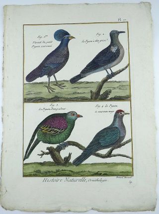 1790 Folio Bonnaterre - Pigeons - Fine Hand Colored Engraving