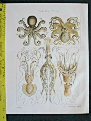 Ernst Haeckel,  Jellyfishes,  Camochonia,  Art Forms In Nature,  Ca.  1924