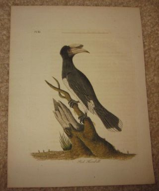 John Latham " Pied Hornbill Plate Xi " The General History Of Birds 1821 - 1828
