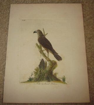 John Latham " Zealand Falcon Plate Ix " The General History Of Birds 1821 - 1828
