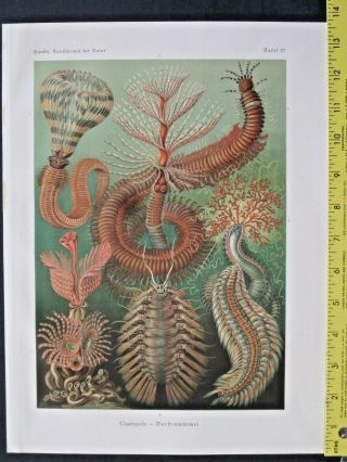 Ernst Haeckel,  Chaetopoda,  Borstenwuermer,  Art Forms In Nature,  Ca.  1924