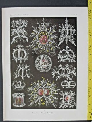 Ernst Haeckel,  Stephoidea,  Ringel - Strahlinge,  Art Forms In Nature,  Ca.  1924