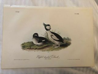 Audubon - Buffel - Headed Duck.  408 - First Edition 1840 Birds Of America.  Octavo