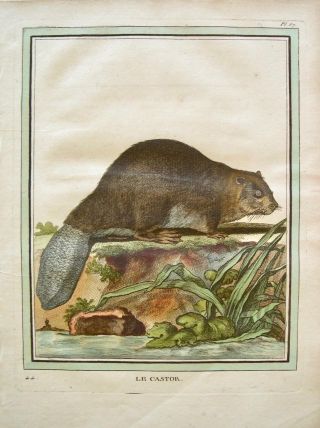 Buffon Antique Hand Colored Engraved Beaver Print: Beaver: Paris 1770 - 1786