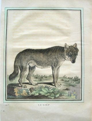 Buffon Antique Hand Colored Print: Wolf Engraving: Paris 1770 - 1786