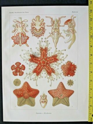 Ernst Haeckel,  Sea Stars,  Asteridea,  Art Forms In Nature,  Ca.  1924