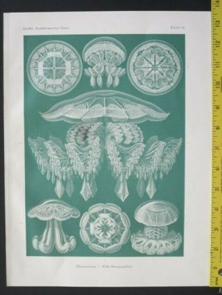 Ernst Haeckel,  Jellyfishes,  Discomedusae,  Art Forms In Nature,  Ca.  1924