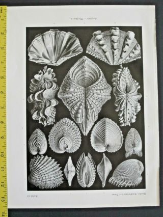Ernst Haeckel,  Shells,  Acephala,  Art Forms In Nature,  Ca.  1924