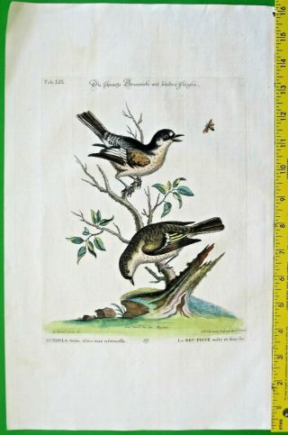 George Edwards,  Blackcap Warbler,  Ficedula Tertia,  Handcol.  Engr.  C.  1749
