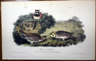 Audubon.  Octavo 1st Ed Print " Shore Lark " Plate 151