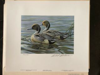Robert Bateman " Pintails In Spring " L/e S/n 1988 Print & Signed Stamp