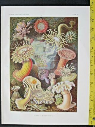 Ernst Haeckel,  Actiniae,  Sea Anemones,  Art Forms In Nature,  Ca.  1924