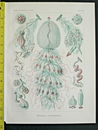 Ernst Haeckel,  Siphonophorae,  Jellyfishes,  Art Forms In Nature,  Ca.  1924