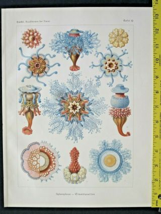 Ernst Haeckel,  Siphonophorae,  Quasi - Jellufishes,  Art Forms In Nature,  Ca.  1924