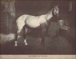 Julius Fleischmann Polo Pony,  Roanoke By George Ford Morris Vintage Print 1952