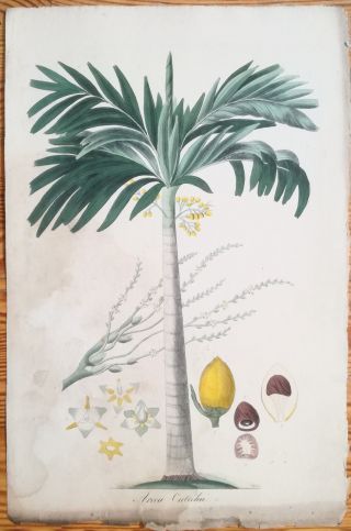 Mann Foreign Medicinal Plants Colored Folio Palm Areca Catechu 1830